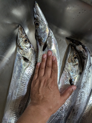 タチウオの釣果