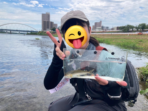 アユの釣果