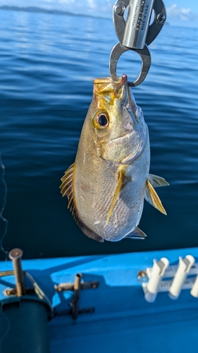 イサキの釣果