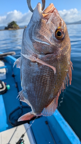 マダイの釣果