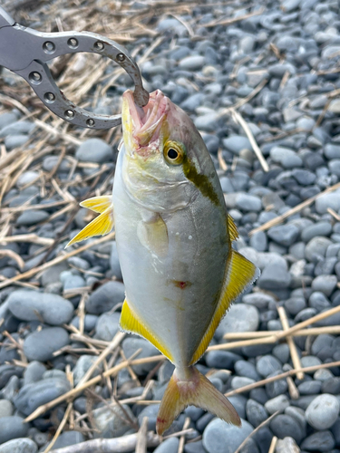 ショゴの釣果