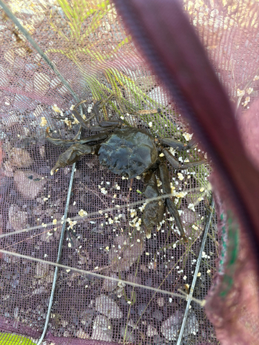 モクズガニの釣果