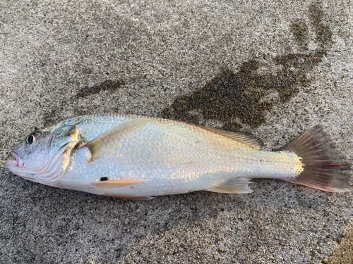 ベッコウゾイの釣果