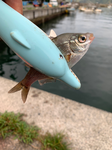 ウミタナゴの釣果