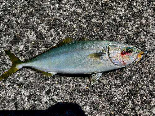 ヤズの釣果