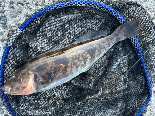 アイナメの釣果