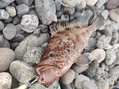 オオモンハタの釣果