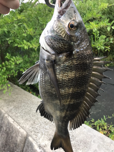 クロダイの釣果