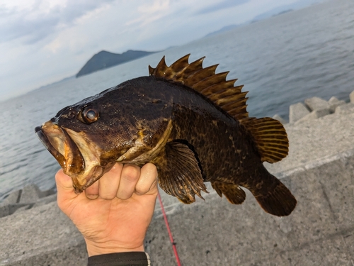 タケノコメバルの釣果