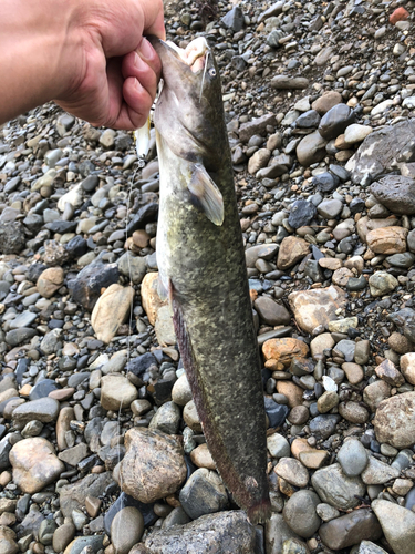 ナマズの釣果