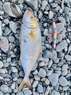 ショゴの釣果