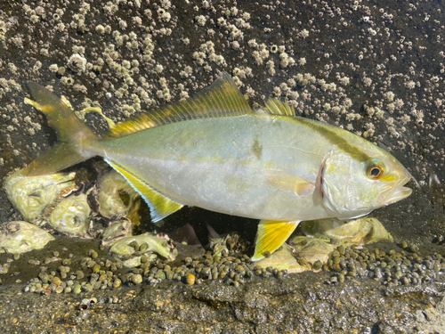 ショゴの釣果