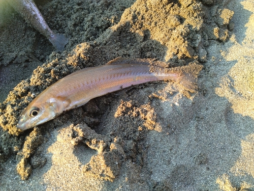 シロギスの釣果