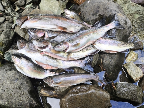 オショロコマの釣果