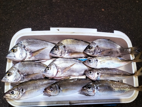 クロダイの釣果