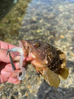 アコウの釣果