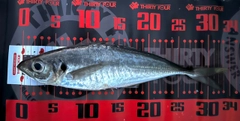 マアジの釣果