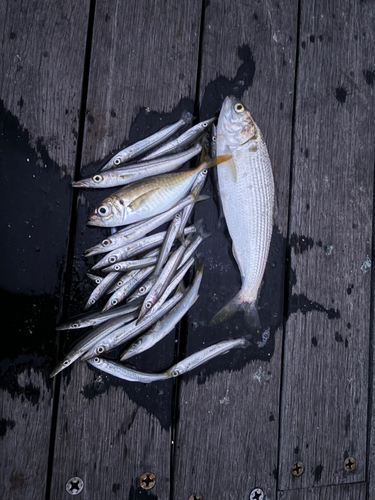 カマスの釣果