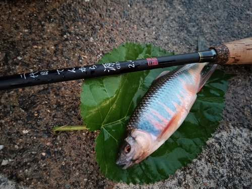 オイカワの釣果