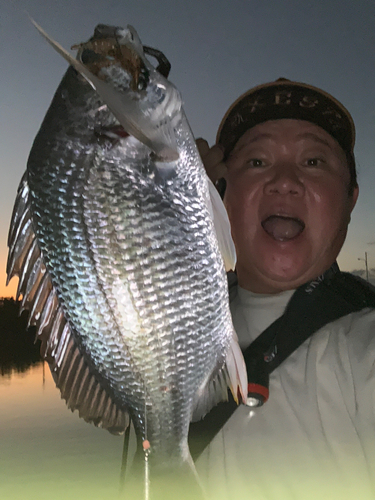 キチヌの釣果