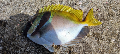 ヒメアイゴの釣果