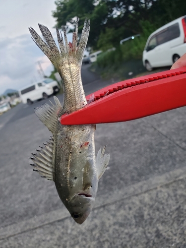 セイゴ（マルスズキ）の釣果