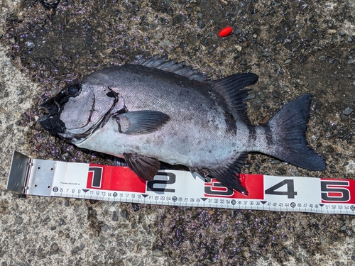 イシダイの釣果