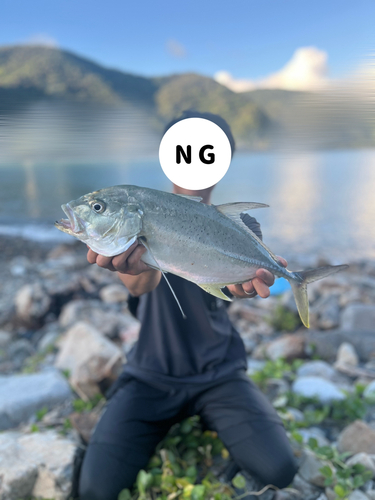 オニヒラアジの釣果