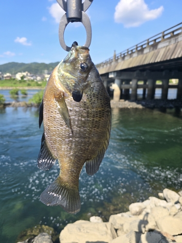 ブルーギルの釣果