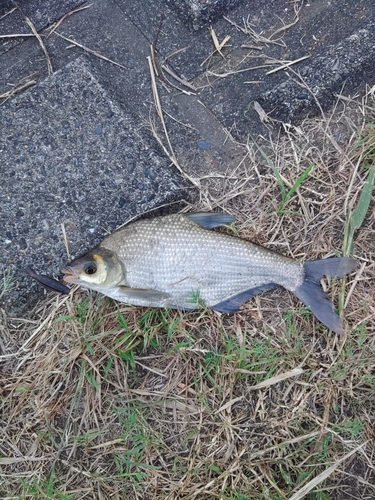 ダントウボウの釣果