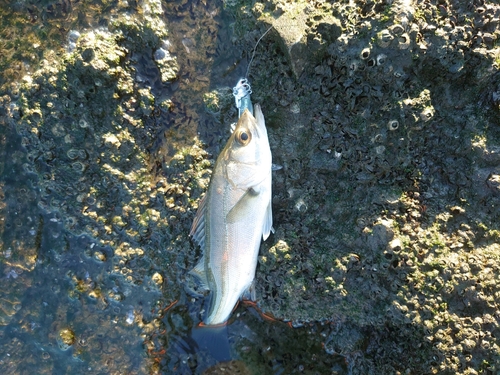 ハクラ（マルスズキ）の釣果