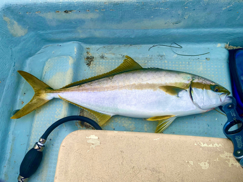 ヒラマサの釣果