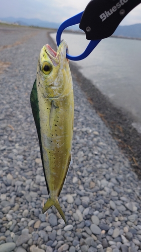 シイラの釣果