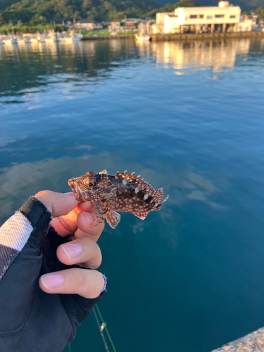 アラカブの釣果