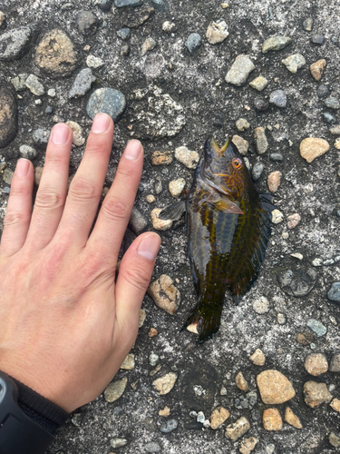 オハグロベラの釣果