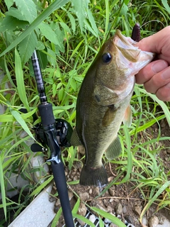 ラージマウスバスの釣果