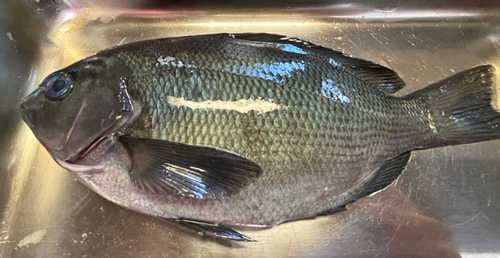 クチブトグレの釣果