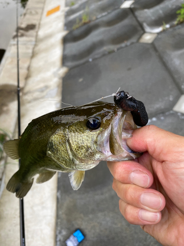 ラージマウスバスの釣果