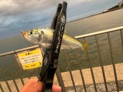 サッパの釣果