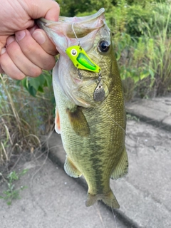 ラージマウスバスの釣果