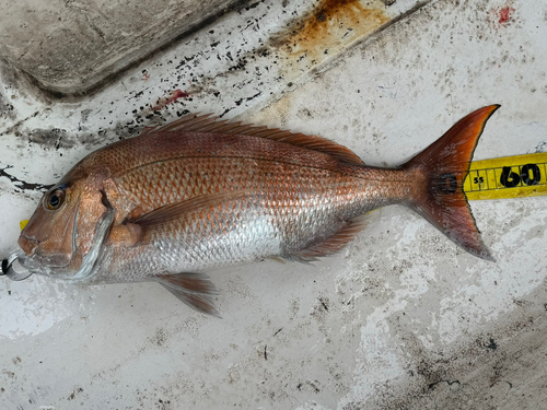 タイの釣果