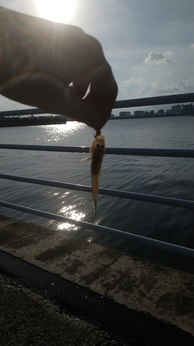 マハゼの釣果