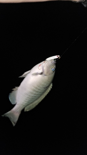 メジナの釣果