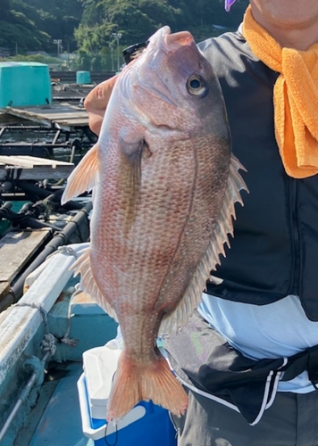 マダイの釣果