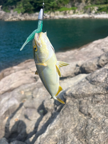 ショゴの釣果