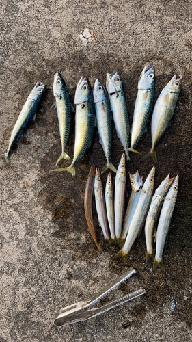 カマスの釣果