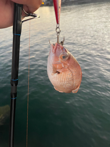 タイの釣果