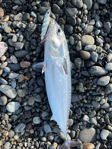 ソウダガツオの釣果