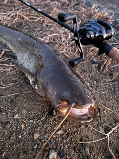 ナマズの釣果