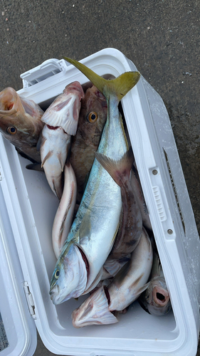 ホッケの釣果